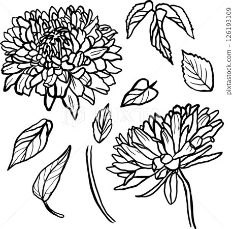 Vector hand drawn outline set of asters and leaves 126193109
