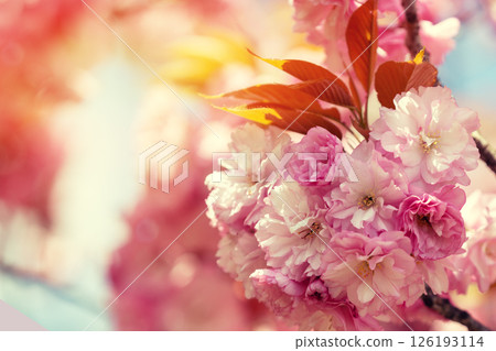 Blooming pink sakura flowers on a branch Blooming pink sakura flowers on a branch 126193114