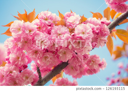 Blossoming sakura against the sky. Nature floral background Blossoming sakura against the sky. Nature floral background 126193115