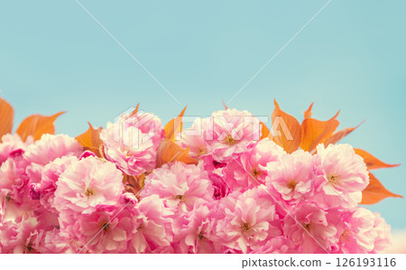 Blossoming sakura against the sky. Nature floral background 126193116