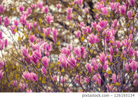 Blossoming magnolia flowers. Springtime. Natural vintage floral background Blossoming magnolia flowers. Springtime. Natural vintage floral background 126193134