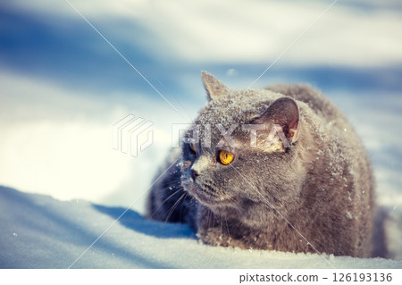 Blue British shorthair cat lying outdoors in winter. The cat is in the deep snow 126193136