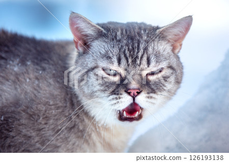 Portrait of an angry cat outdoor in winter 126193138
