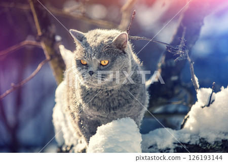 Blue British shorthair cat sits on the tree in winter. 126193144