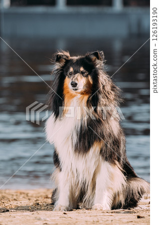 Tricolor Rough Collie, Funny Scottish Collie, Long-haired Collie, English Collie, Lassie Dog Posing Outdoors In Autumn Day. Portrait 126193190