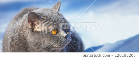 Blue British shorthair cat lying outdoors in winter. The cat is in the deep snow. Horizontal banner Blue British shorthair cat lying outdoors in winter. The cat is in the deep snow. Horizontal banner 126193203