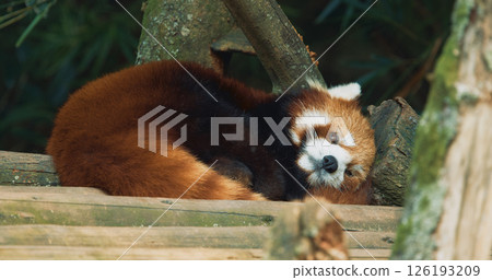 Cute Red Panda Face Close-up View. Red Panda Resting And Falls Asleep. Ailurus Fulgens Or Lesser Panda Is Small Mammal Native To The Eastern Himalayas And Southwestern China. Red Pandas Are Also 126193209