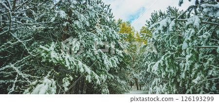 Christmas background. Winter forest covered with snow at daylight. Pine forest in winter. Horizontal banner Christmas background. Winter forest covered with snow at daylight. Pine forest in winter. Horizontal banner 126193299