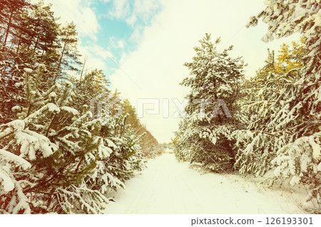 Vintage Christmas background. Winter forest covered with snow at daylight. Pine forest in winter Vintage Christmas background. Winter forest covered with snow at daylight. Pine forest in winter 126193301