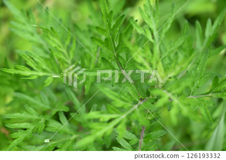 初夏艾蒿（Mugwort） 126193332