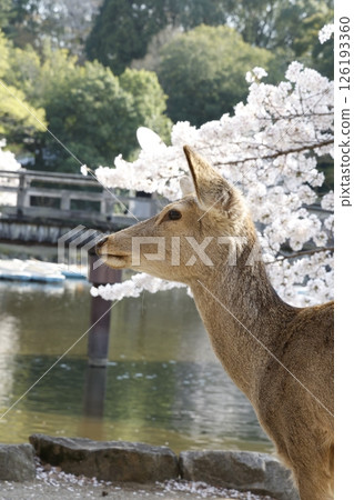 鹿、櫻花和橋 126193360