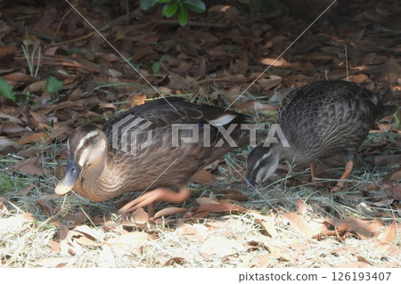 A procession of spot-billed duck coup A procession of spot-billed duck coup 126193407