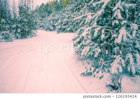 Christmas background. Winter forest covered with snow. Pine forest in winter Christmas background. Winter forest covered with snow. Pine forest in winter 126193424