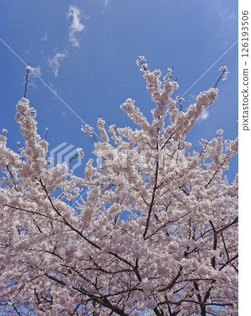 櫻花盛開的路邊站「YOU・Yu・Mori」 路邊站「森町」 鬼牛公園 賞櫻 櫻花盛開的路邊站「YOU・Yu・Mori」 路邊站「森町」 鬼牛公園 賞櫻 126193506