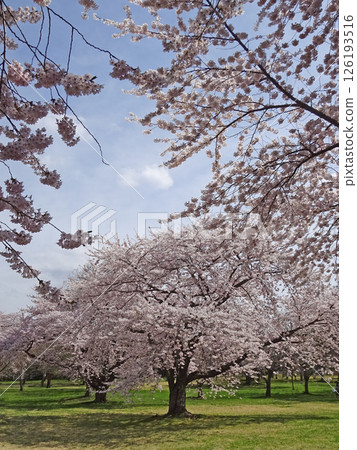 櫻花盛開的路邊站「YOU・Yu・Mori」 路邊站「森町」 鬼牛公園 賞櫻 櫻花盛開的路邊站「YOU・Yu・Mori」 路邊站「森町」 鬼牛公園 賞櫻 126193516