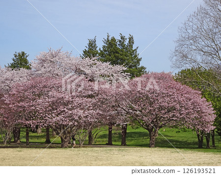 Roadside station "YOU・Yu・Mori" with cherry blossoms in full bloom Morimachi Roadside Station Oniushi Park Cherry Blossom Viewing 126193521