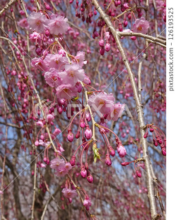 Roadside station "YOU・Yu・Mori" with cherry blossoms in full bloom Morimachi Roadside Station Oniushi Park Cherry Blossom Viewing Roadside station "YOU・Yu・Mori" with cherry blossoms in full bloom Morimachi Roadside Station Oniushi Park Cherry Blossom Viewing 126193525