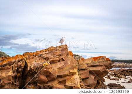 Seagull perched on coastal rock at Stokes Bay Beach, Australia 126193569