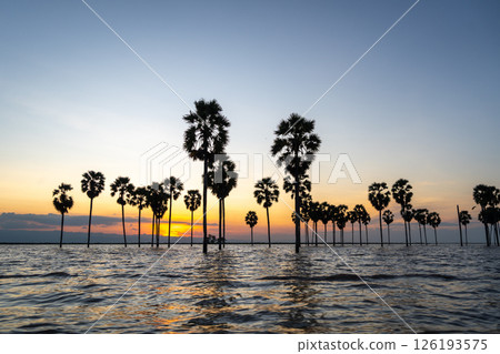 Borassus palms at sunset on Lake Tempe, Sulawesi, Indonesia 126193575