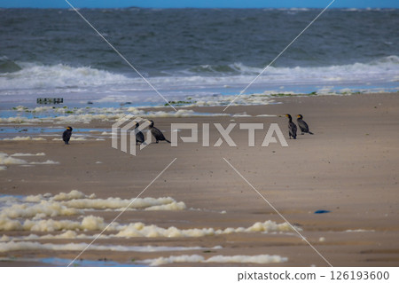 A stunning scene of cormorants resting on a beach while ocean waves crash and create sea foam 126193600