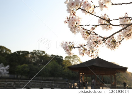 Sakura and mountain Sakura and mountain 126193624