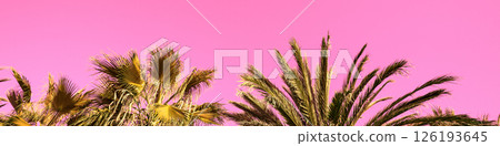 tops of the palm trees against a pink background. Leaves of tall palm trees. Horizontal banner 126193645