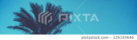 Tops of the palm trees against a blue sky background. Leaves of tall palm trees. Horizontal banner 126193646