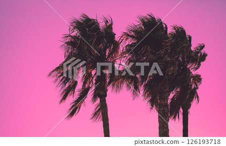Tall palm trees against a pink background. Leaves of tall palm trees. Horizontal banner 126193718