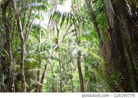 The lush tropical jungles of Borneo make you want to explore 126193770