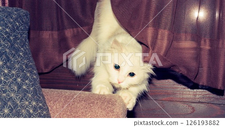 White long-haired kitten playing alone 126193882