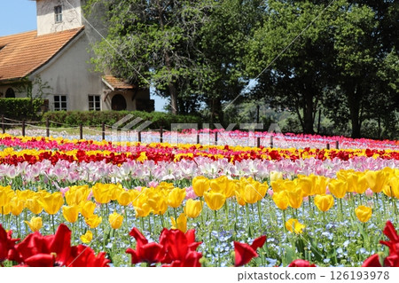 漸層鬱金香花田 126193978