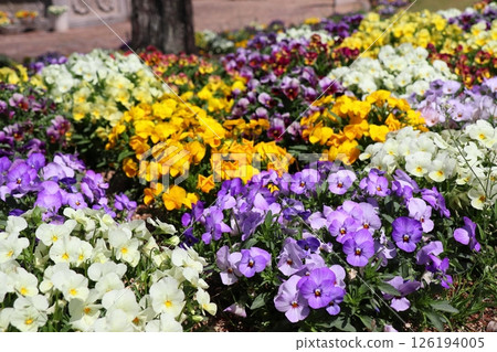 A colorful pansy flower bed A colorful pansy flower bed 126194005