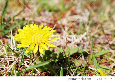 Dandelions growing in the field 126194006