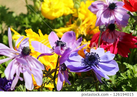 七彩海葵花 126194015