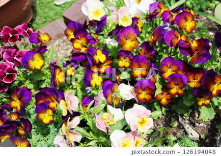 Red-purple viola flower 126194048