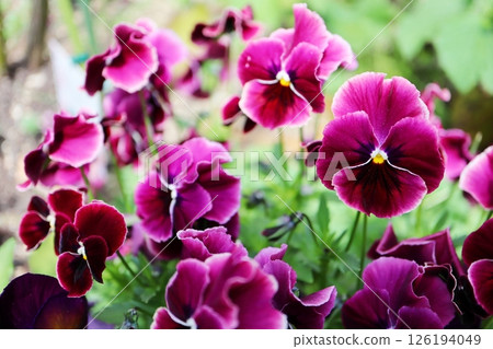 Red-purple viola flower 126194049