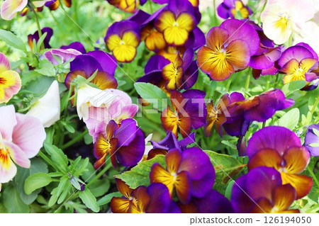 Red-purple viola flower 126194050