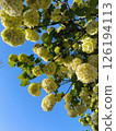 Flowering tree with yellow blooms against a clear blue sky 126194113