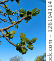 Fresh green figs growing on a branch against a clear blue sky 126194114