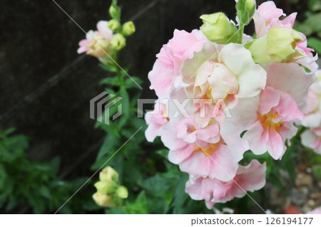 Pale pink double-flowered snapdragon Tweeny flowers 126194177