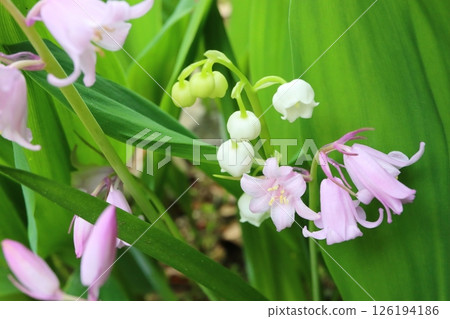 White Lily of the Valley and pink Scilla campanulata White Lily of the Valley and pink Scilla campanulata 126194186