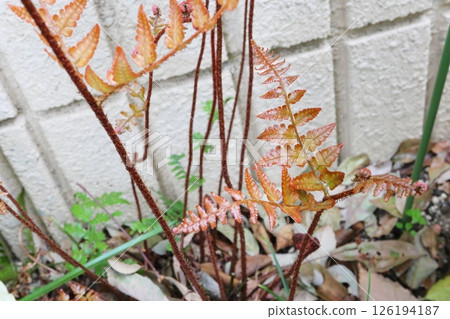 Red fern buds starting to sprout in spring Red fern buds starting to sprout in spring 126194187