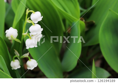 White Lily of the valley flowers White Lily of the valley flowers 126194189