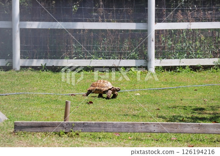 A small giant tortoise walking through the grass 126194216
