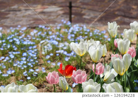 Pink and white tulips and blue nemophila Pink and white tulips and blue nemophila 126194228