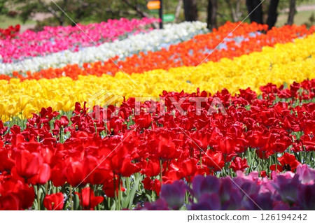 Gradient tulip field Gradient tulip field 126194242