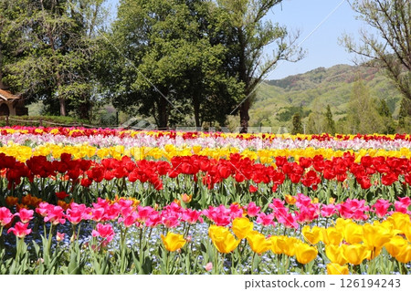 Gradient tulip field Gradient tulip field 126194243