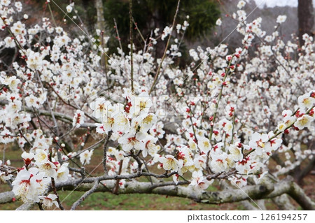 White plum blossoms Nanko White plum blossoms Nanko 126194257