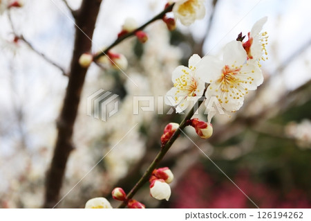 White plum blossoms, red flower 126194262