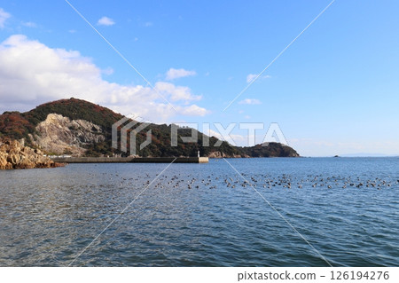 Many seabirds floating on the sea Many seabirds floating on the sea 126194276